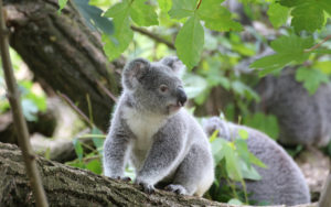 Australia Zoo is near Gemini Resort at Caloundra